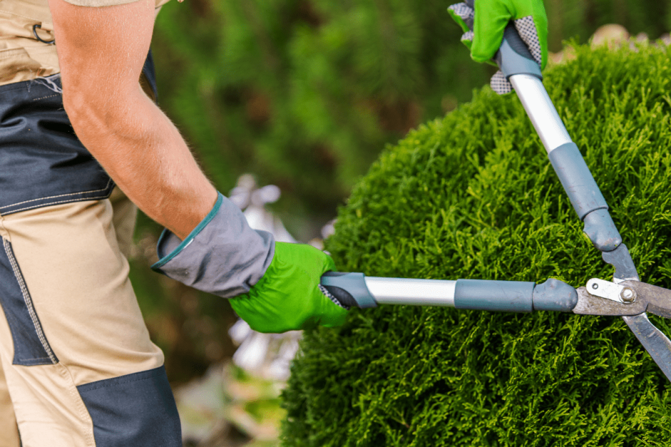 Tree Service and Pruning