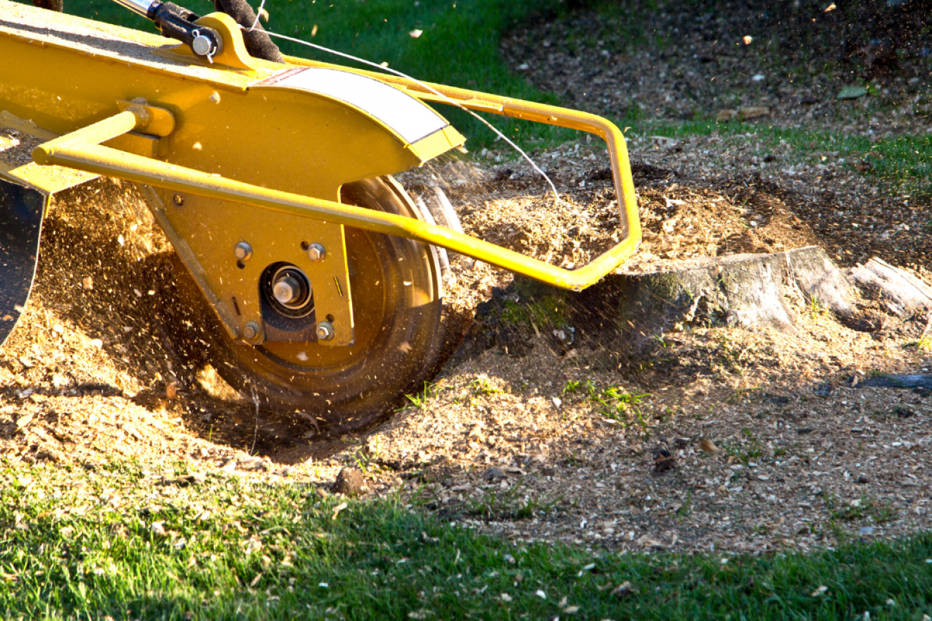 Tree Stump Removal